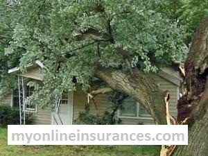Claim insurance damage on fallen tree and branches 16