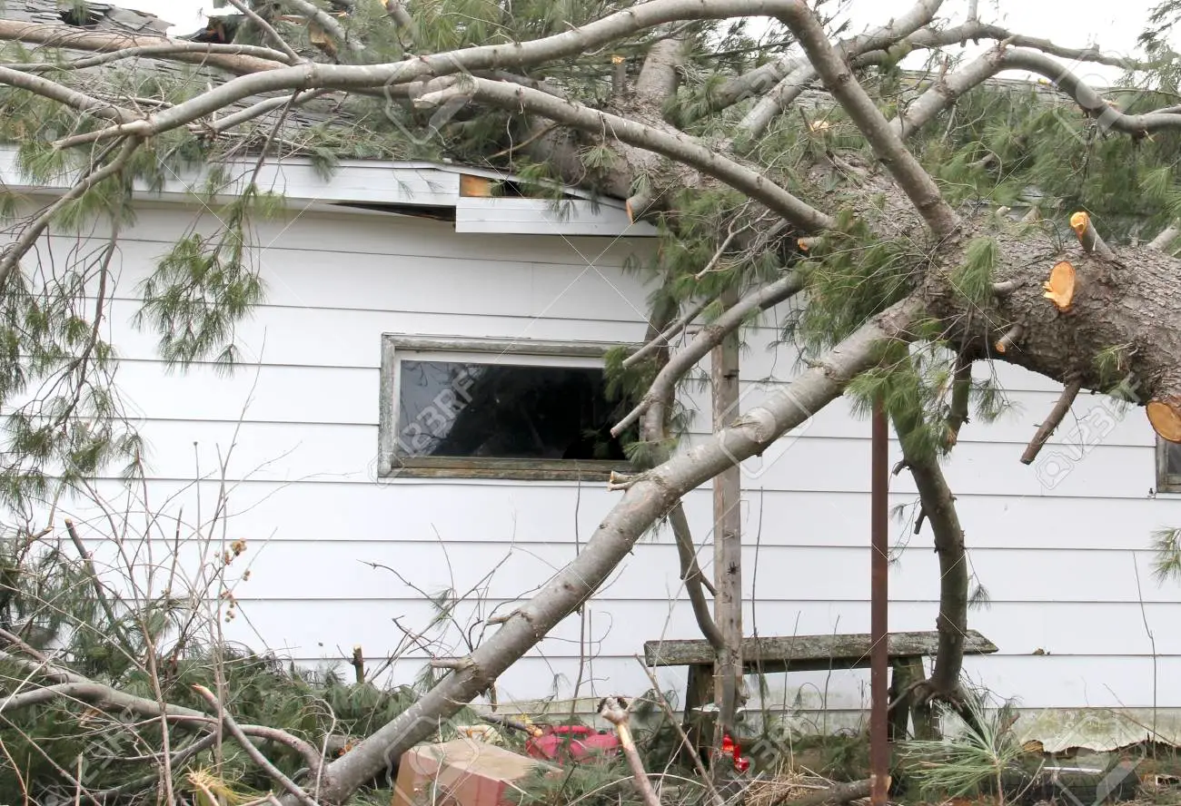 8 tips for claiming fallen trees damage to your property