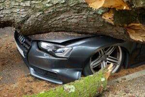 8 tips for claiming fallen trees damage to your property 2